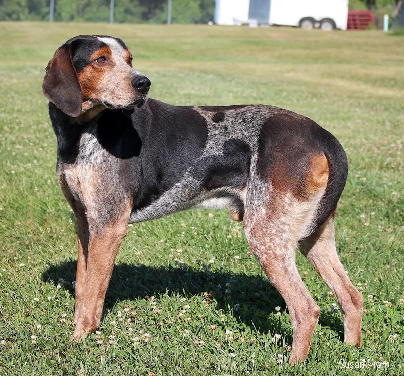 An adult medium-sized male Merle (Blue) Bluetick Coonhound dog named Waylon for adoption in Bedford, VA