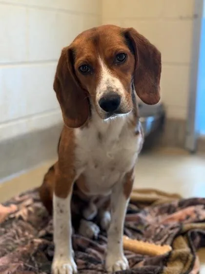 An adult medium-sized male Beagle dog named Stromboli for adoption in King William, VA