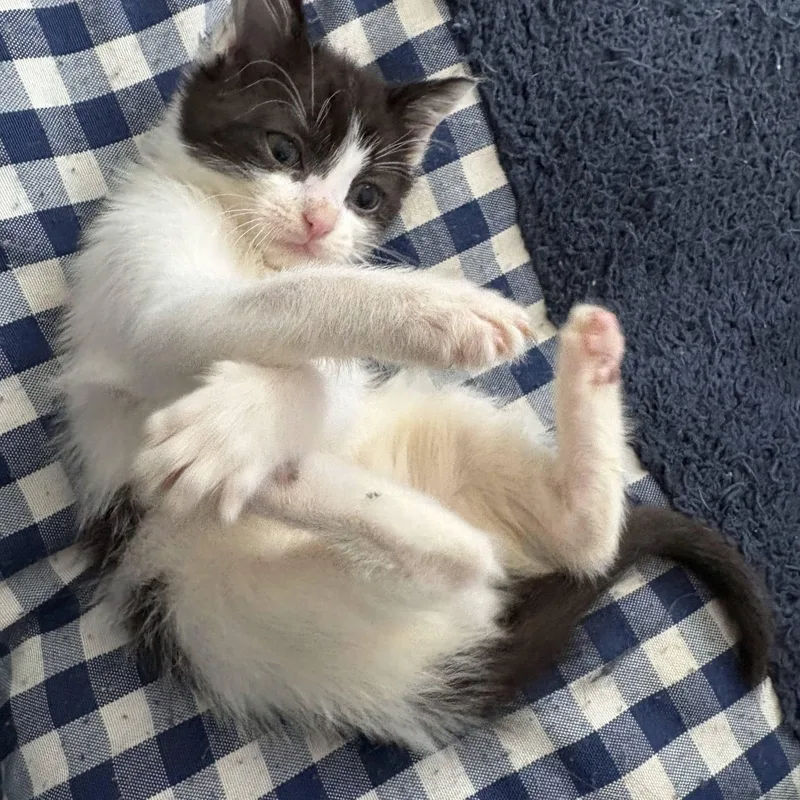 A baby medium-sized male Black Domestic Short Hair cat named Paper for adoption in Bryan, TX