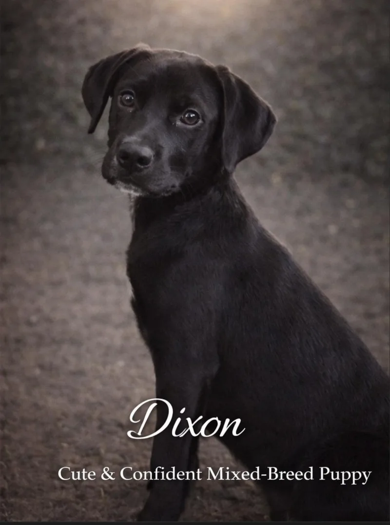 Dixon Maverick thumbnail 2
