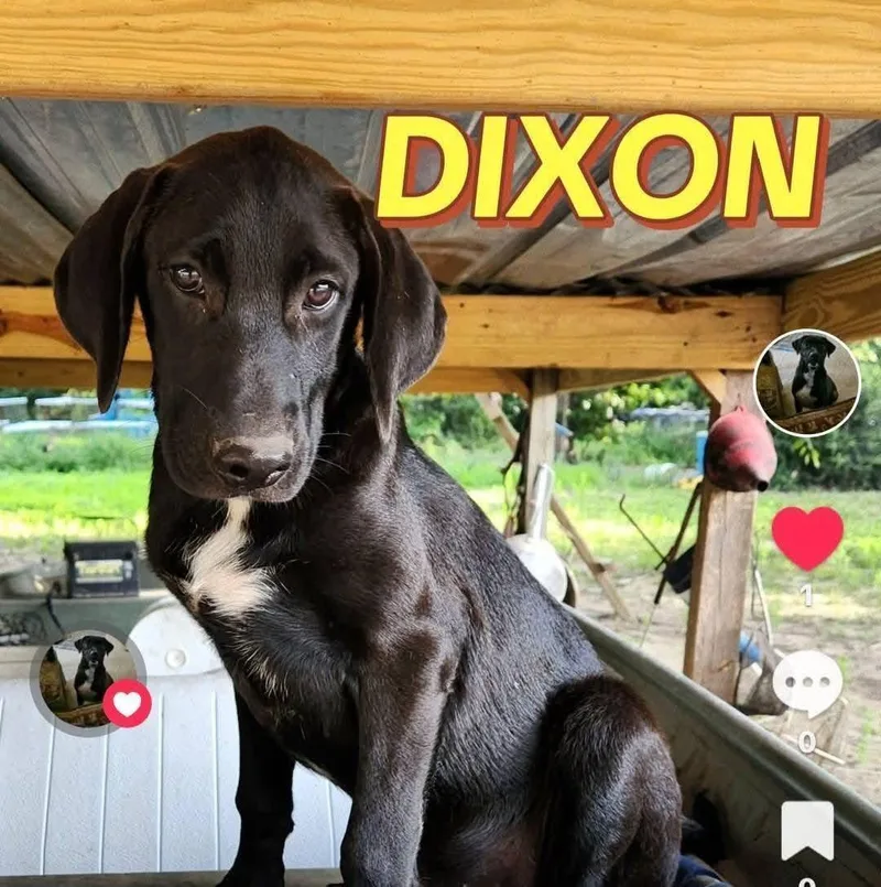 Dixon Maverick thumbnail 3