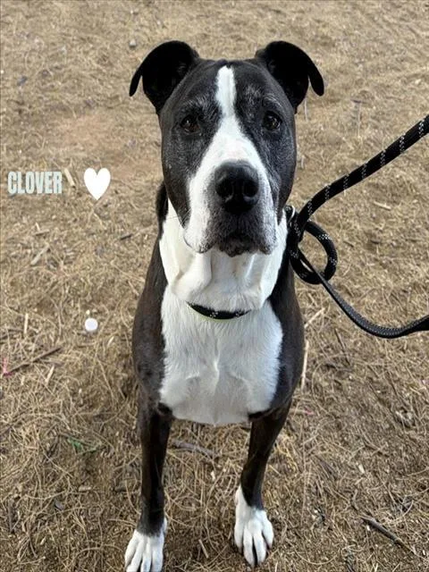 An adult large-sized female Pit Bull Terrier dog named Clover Aka Mija for adoption in Tucson, AZ