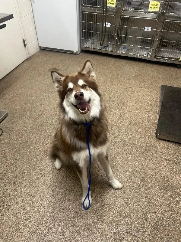 An adult medium-sized male White / Cream Alaskan Malamute dog named Dutch for adoption in Fruit Heights, UT