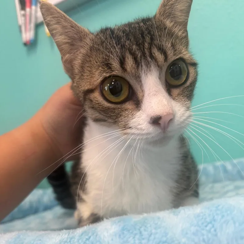 Mittens