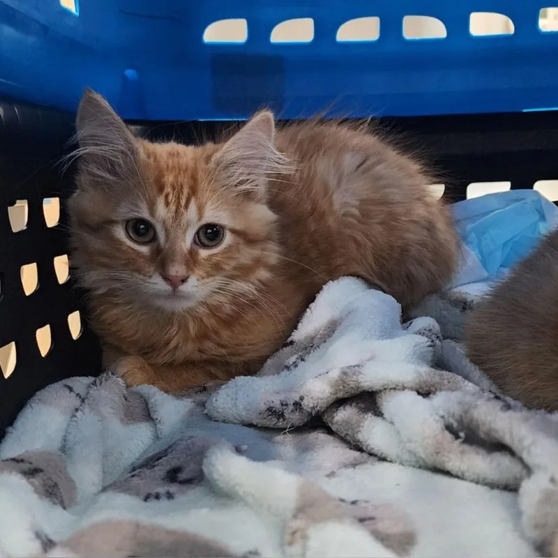 A baby small-sized male Orange / Red Domestic Medium Hair cat named ToeJam for adoption in Toledo, OH