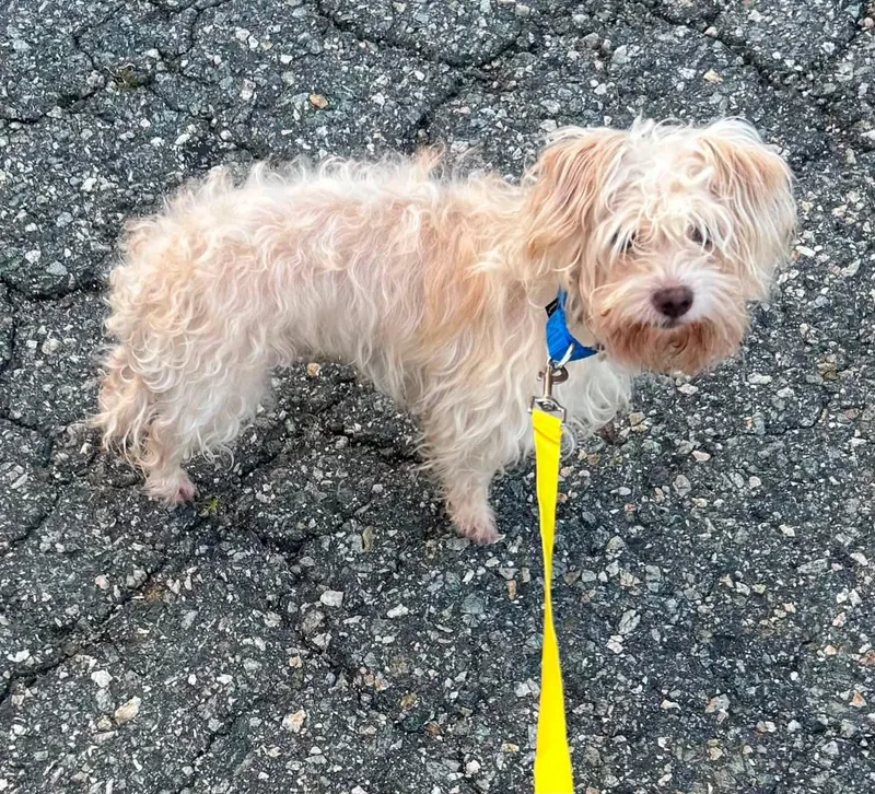 A young small-sized male Apricot / Beige Maltese dog named Gordon for adoption in Oak Ridge, NJ