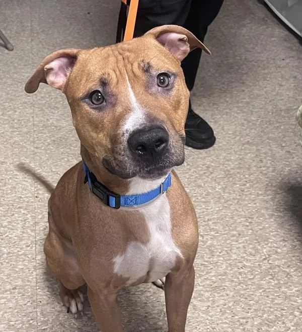 An adult medium-sized male Mixed Breed dog named Rocky for adoption in New York, NY