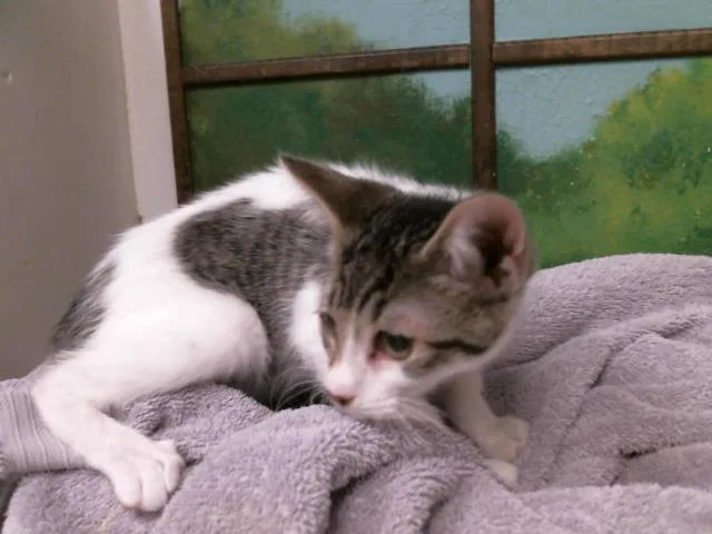 A baby small-sized female Domestic Short Hair cat named A for adoption in Houston, TX