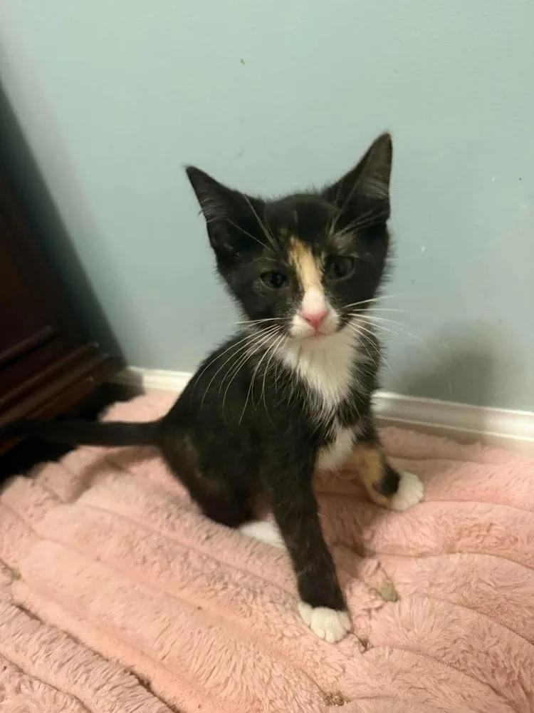 A baby small-sized female Black & White / Tuxedo Domestic Short Hair cat named Willow for adoption in Chicago, IL
