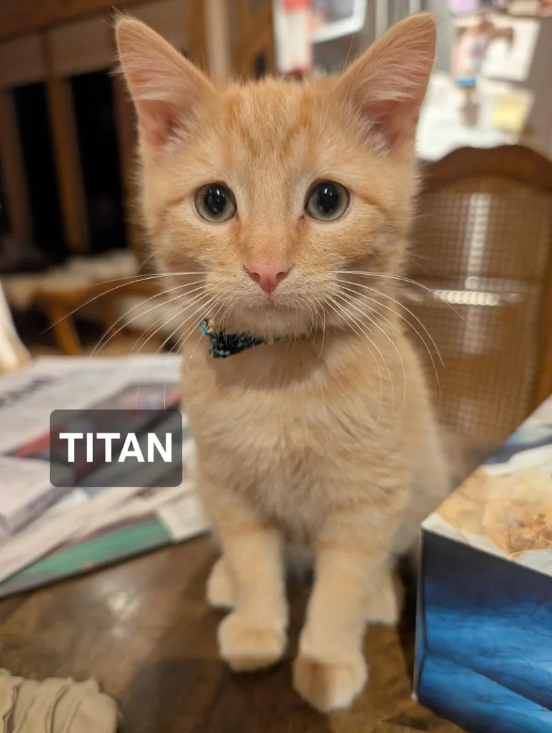 A young large-sized male Cream Point Tabby cat named Titan for adoption in Windom, MN