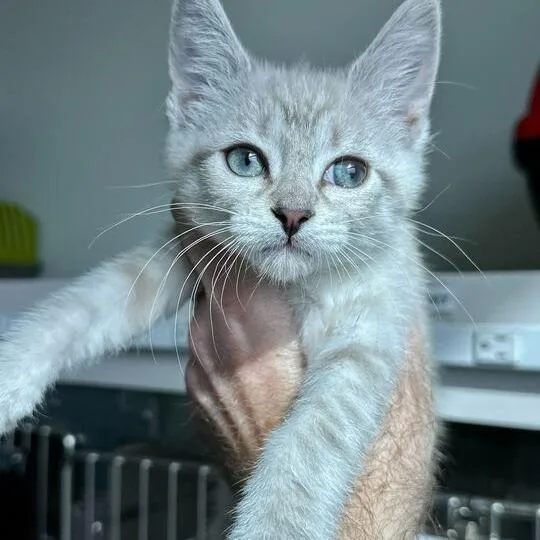 A baby small-sized female White Snowshoe cat named Po for adoption in Matteson, IL