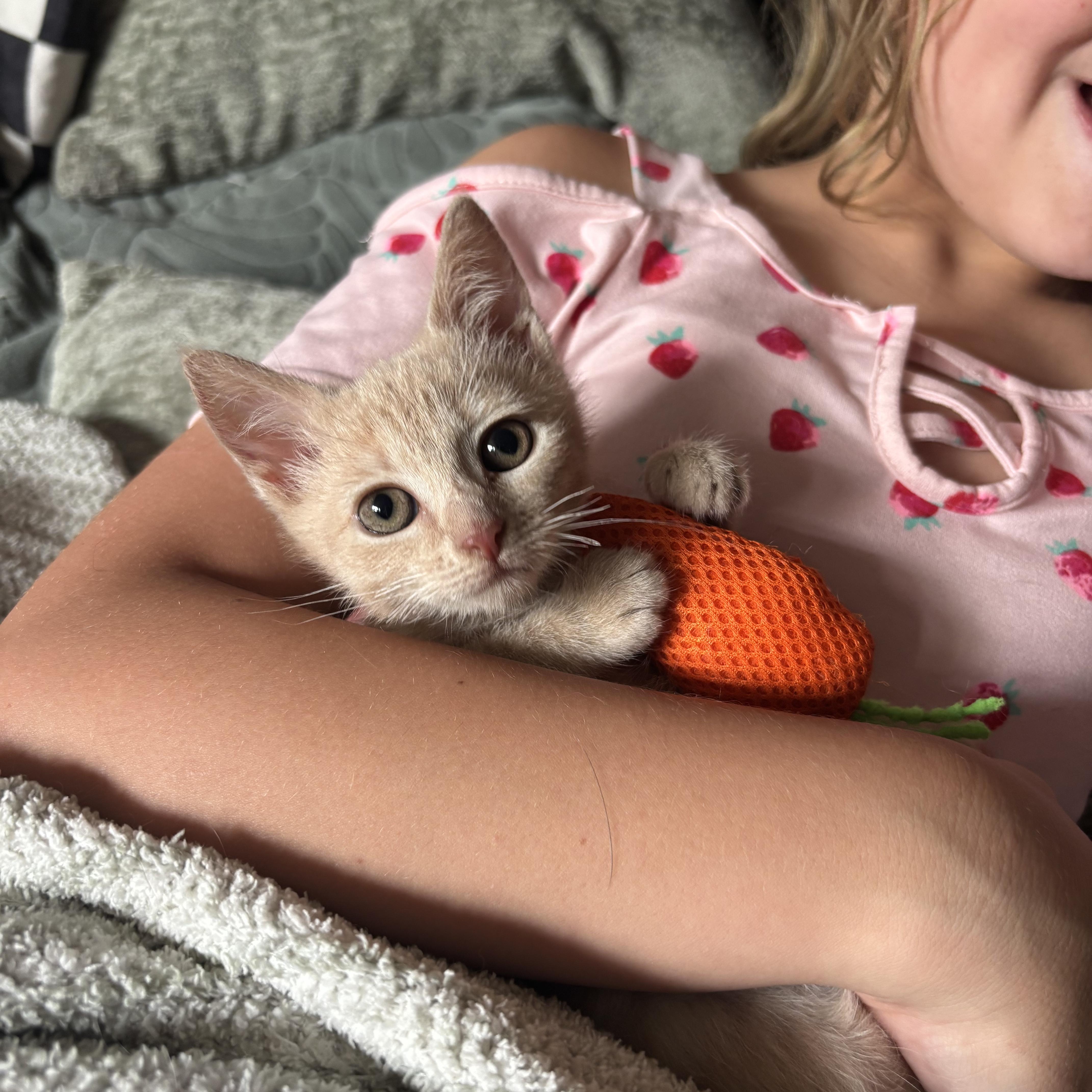A baby medium-sized female Buff & White Domestic Short Hair cat named Dash for adoption in Haddon Heights, NJ