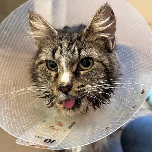 An adult small-sized female Domestic Medium Hair cat named Pesto for adoption in Walnut Creek, CA