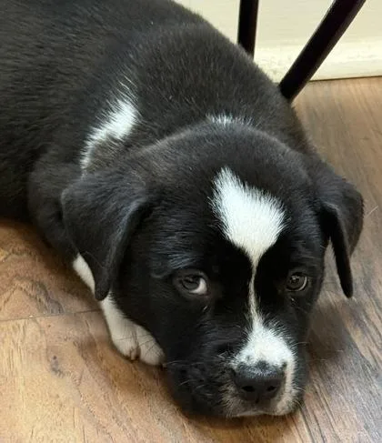 A baby small-sized male Mixed Breed dog named Remus for adoption in Lawrenceville, GA