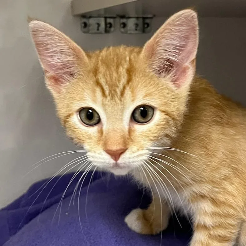 A baby small-sized male Orange / Red Domestic Short Hair cat named Max for adoption in Redwood City, CA
