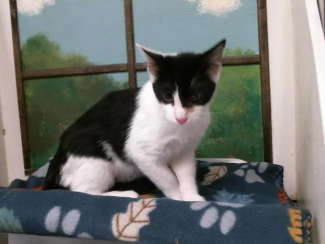 A young small-sized female Domestic Short Hair cat named Chasity for adoption in Houston, TX