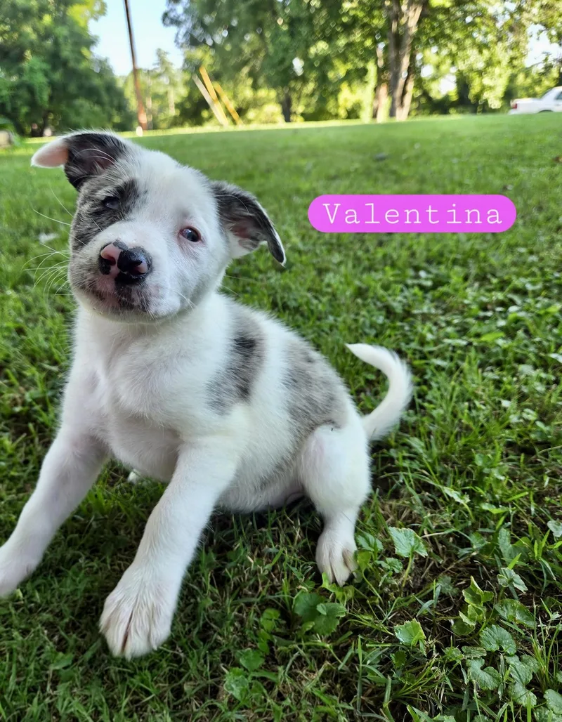 Valentina thumbnail 2