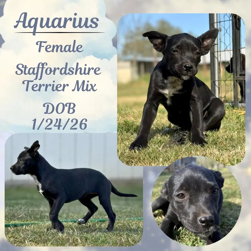 A baby medium-sized male Black American Staffordshire Terrier dog named Aquarius for adoption in Caldwell, TX