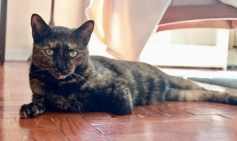 An adult medium-sized female Tortoiseshell Domestic Short Hair cat named Tina for adoption in Long Island City, NY