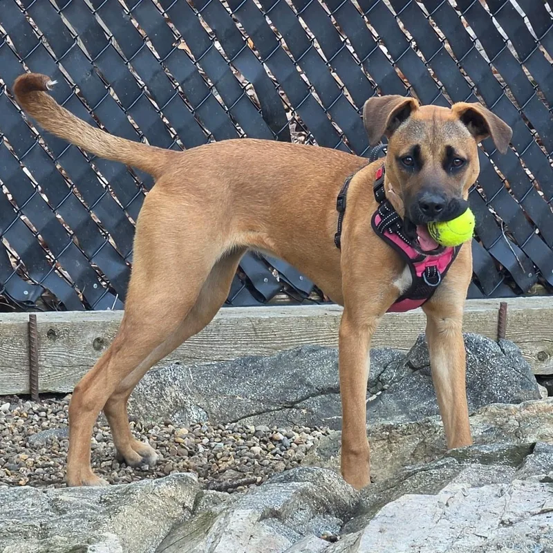 A baby medium-sized female Golden Rhodesian Ridgeback dog named Noelle for adoption in Houston, TX