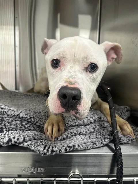 A young medium-sized male Pit Bull Terrier dog named Jimi for adoption in Indianapolis, IN