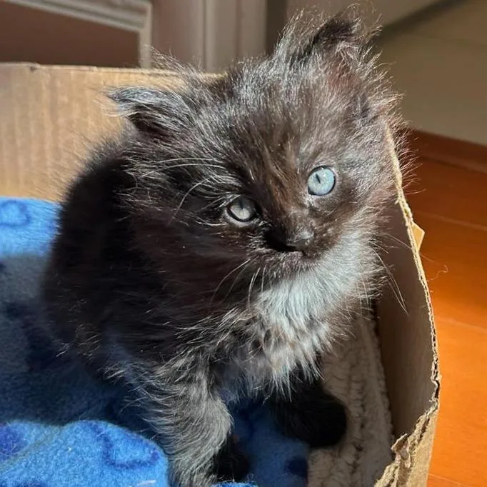 A baby small-sized male Domestic Short Hair cat named Minnie for adoption in Los Angeles, CA