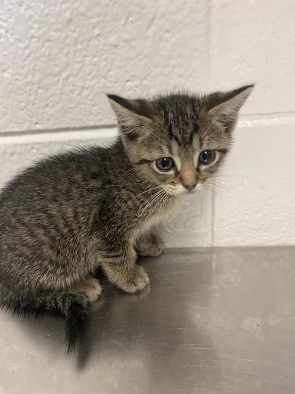 An adult small-sized female Domestic Short Hair cat named Scoodle Doodle for adoption in Spruce Pine, NC