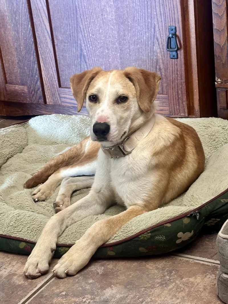A baby medium-sized male Labrador Retriever dog named Cowboy for adoption in San Diego, CA