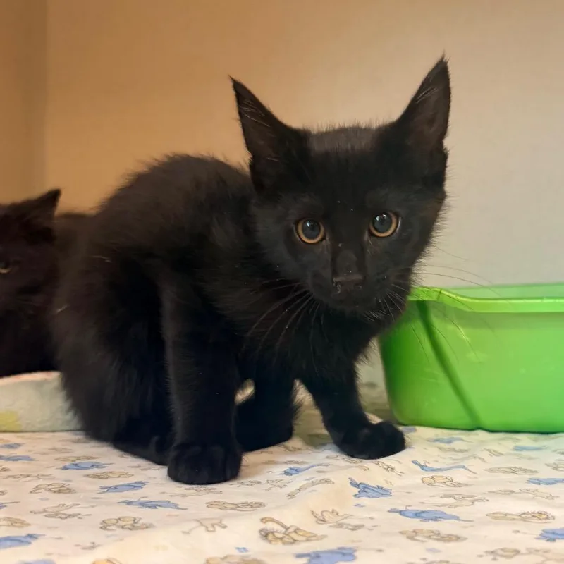 A baby small-sized male Black Domestic Short Hair cat named Freddie for adoption in Great Falls, MT