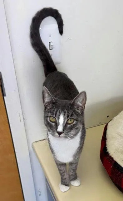 A young medium-sized female Tabby cat named Luna for adoption in Chester, NJ