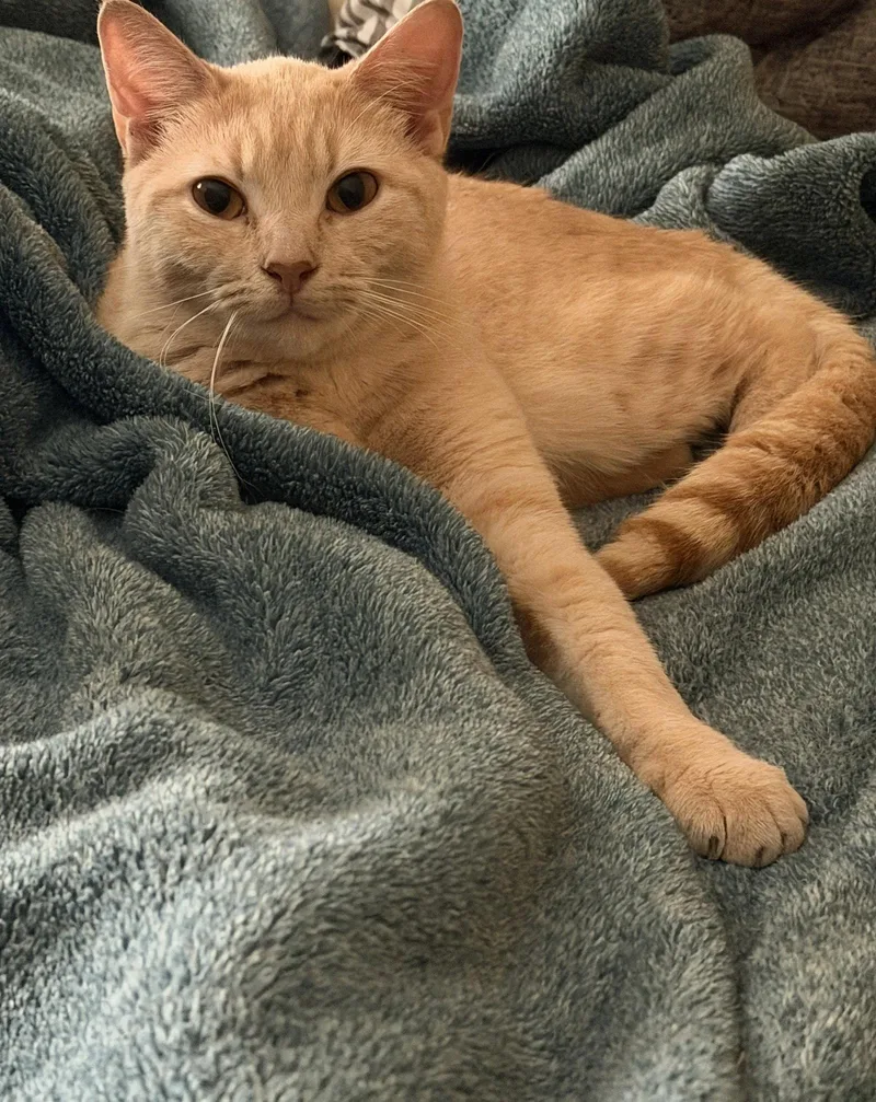 An adult medium-sized female Maine Coon cat named Eponine for adoption in Herndon, VA