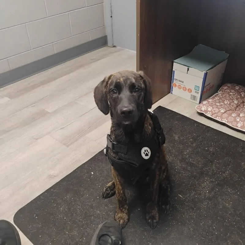 An adult medium-sized male Plott Hound dog named Gunner for adoption in Paris , TN