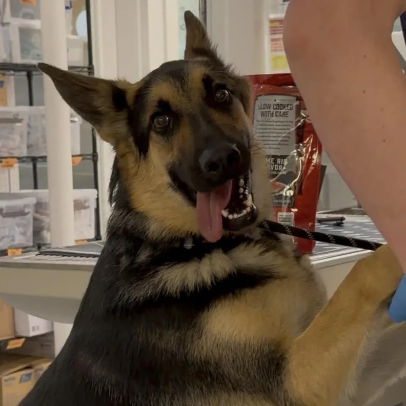 A young medium-sized male German Shepherd Dog dog named Galileo for adoption in Los Angeles, CA