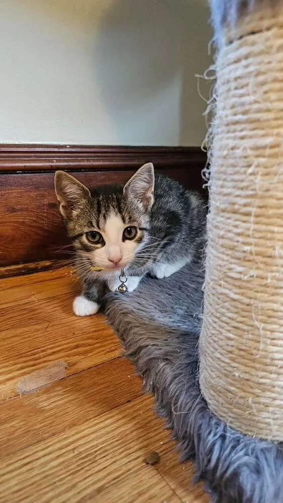 A baby small-sized female Gray & White Tabby cat named Cerulean Sea: Talia for adoption in Warren, CT