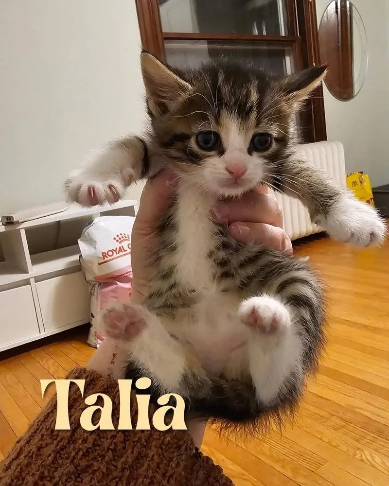 Cerulean Sea: Talia thumbnail 4