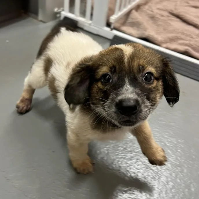 A baby medium-sized female Brown / Chocolate Border Collie dog named Daisy Dove for adoption in Austin, TX