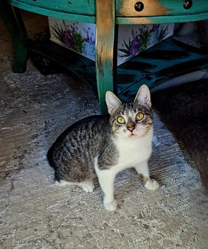 An adult medium-sized female Tabby (Gray / Blue / Silver) Domestic Short Hair cat named Halo for adoption in Logan, OH