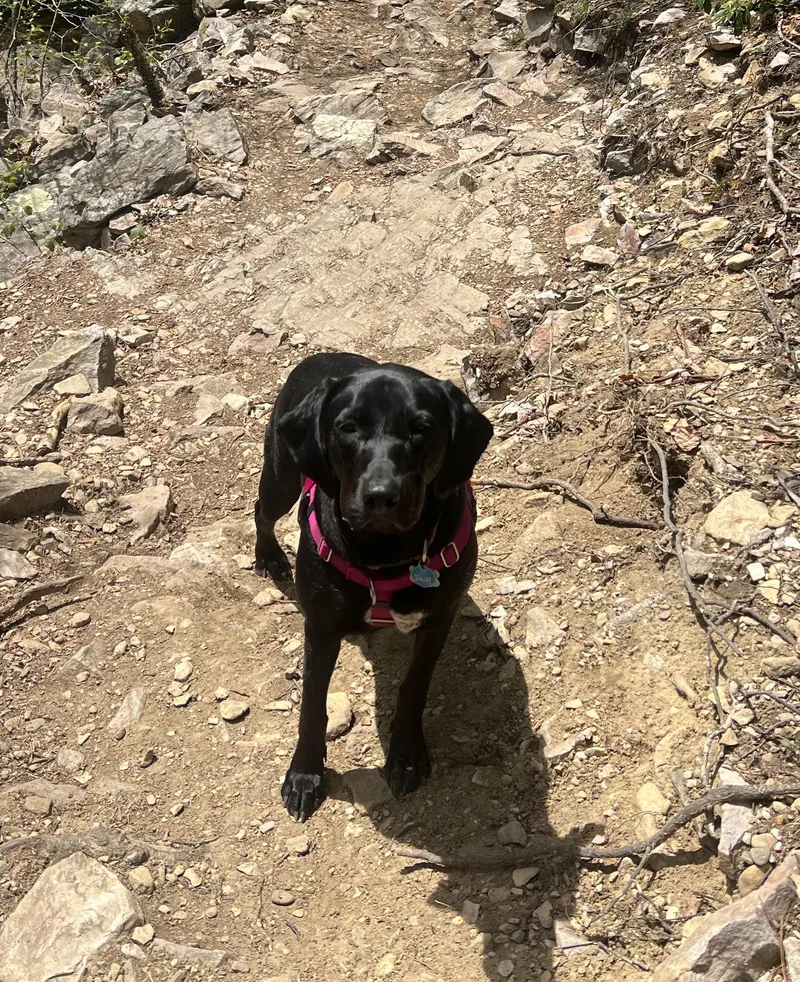 Pepper