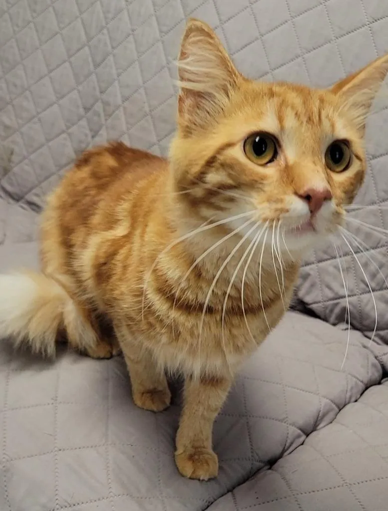 A young medium-sized male Domestic Medium Hair cat named Azar for adoption in Sandusky, OH