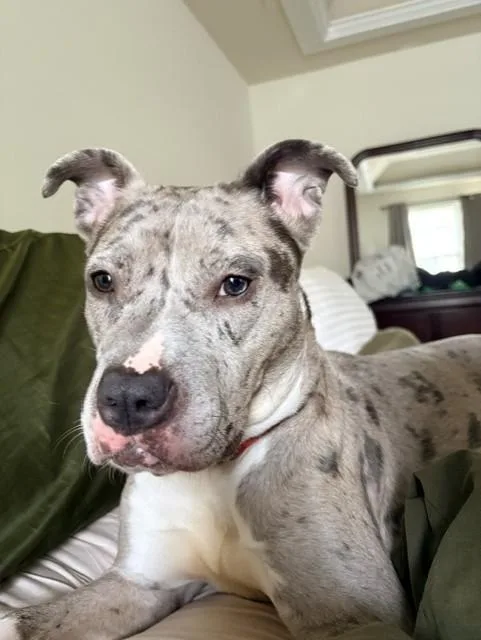 A young large-sized female Pit Bull Terrier dog named Beauty for adoption in Derwood, MD