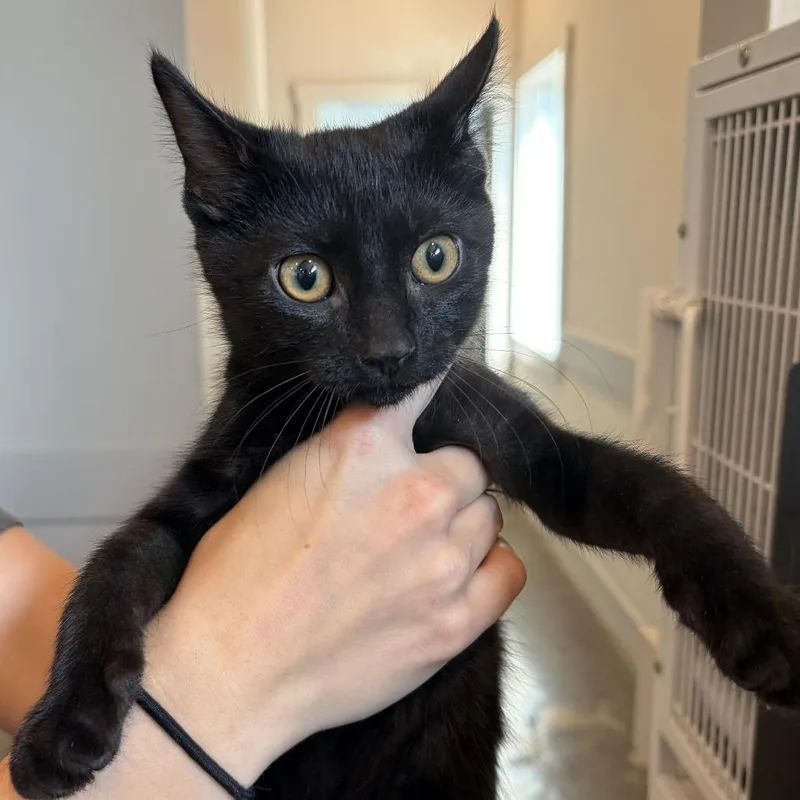 A baby small-sized male Black Domestic Short Hair cat named Creole for adoption in Louisville, KY
