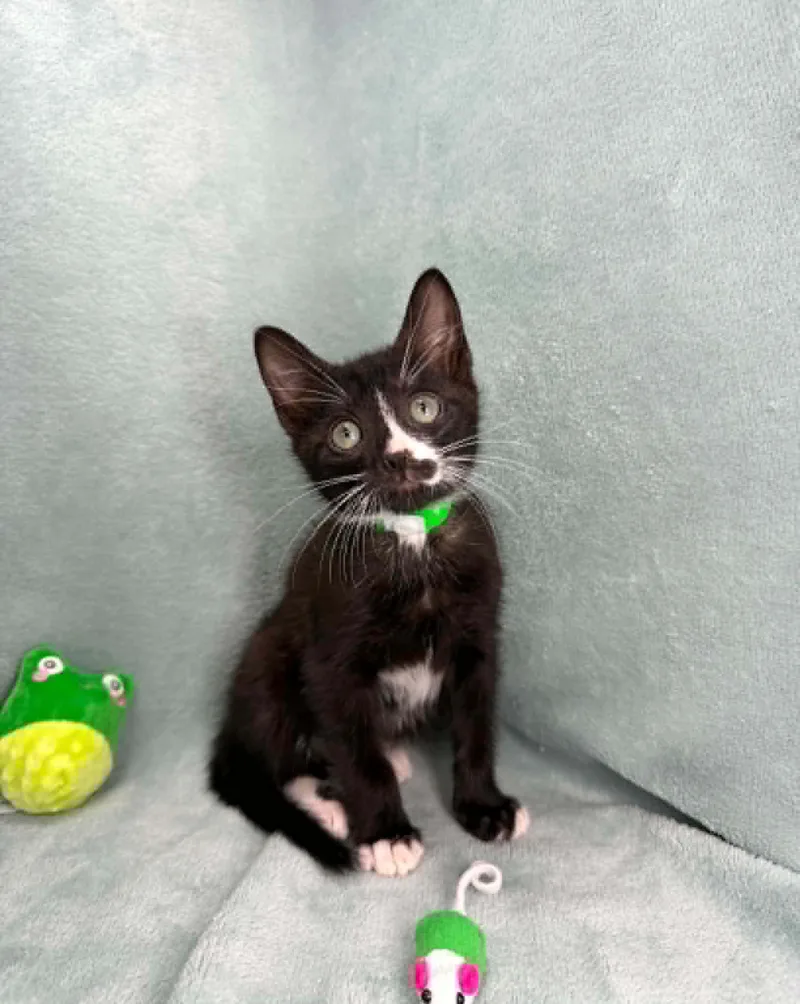 A young medium-sized male Black & White / Tuxedo Domestic Short Hair cat named Dean for adoption in Tavares, FL