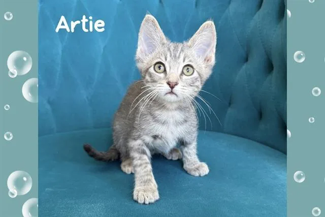 A baby small-sized male Domestic Short Hair cat named Artie for adoption in Tustin, CA
