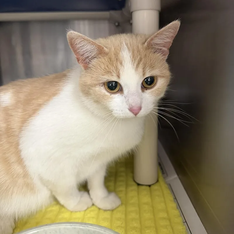 An adult medium-sized female Buff / Tan / Fawn Domestic Short Hair cat named Mathematica for adoption in Marion, VA