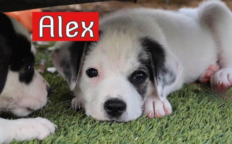 A baby medium-sized male Hound dog named Alex for adoption in Keller, TX