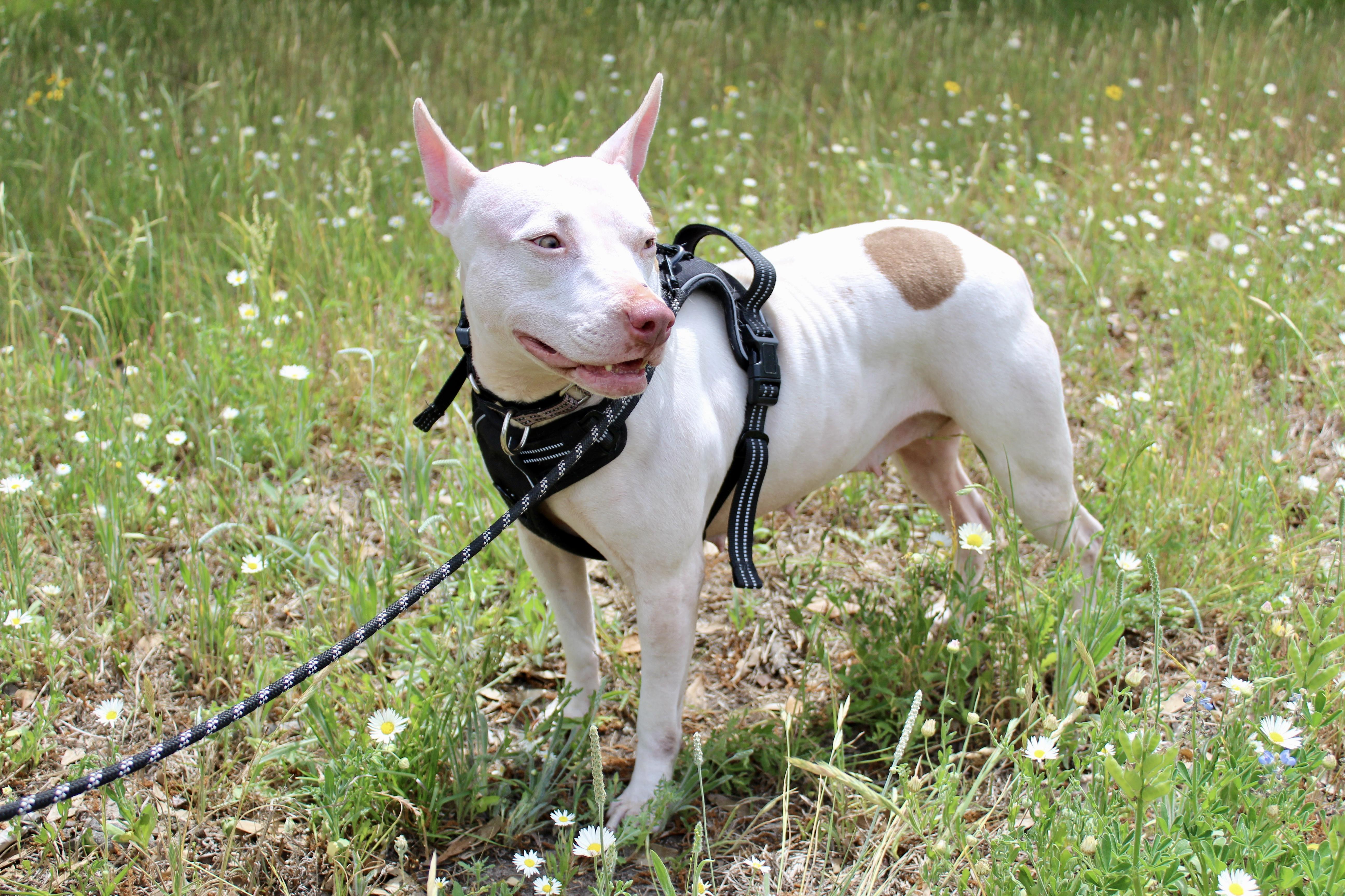 An adult medium-sized female American Staffordshire Terrier dog named Lulu for adoption in Austin, TX