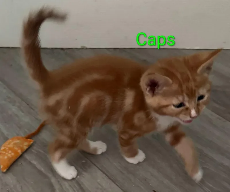 A baby large-sized male Domestic Short Hair cat named Caps for adoption in San Jacinto, CA