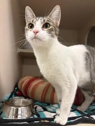 A young medium-sized female Domestic Short Hair cat named Zucchini for adoption in Quakertown, PA