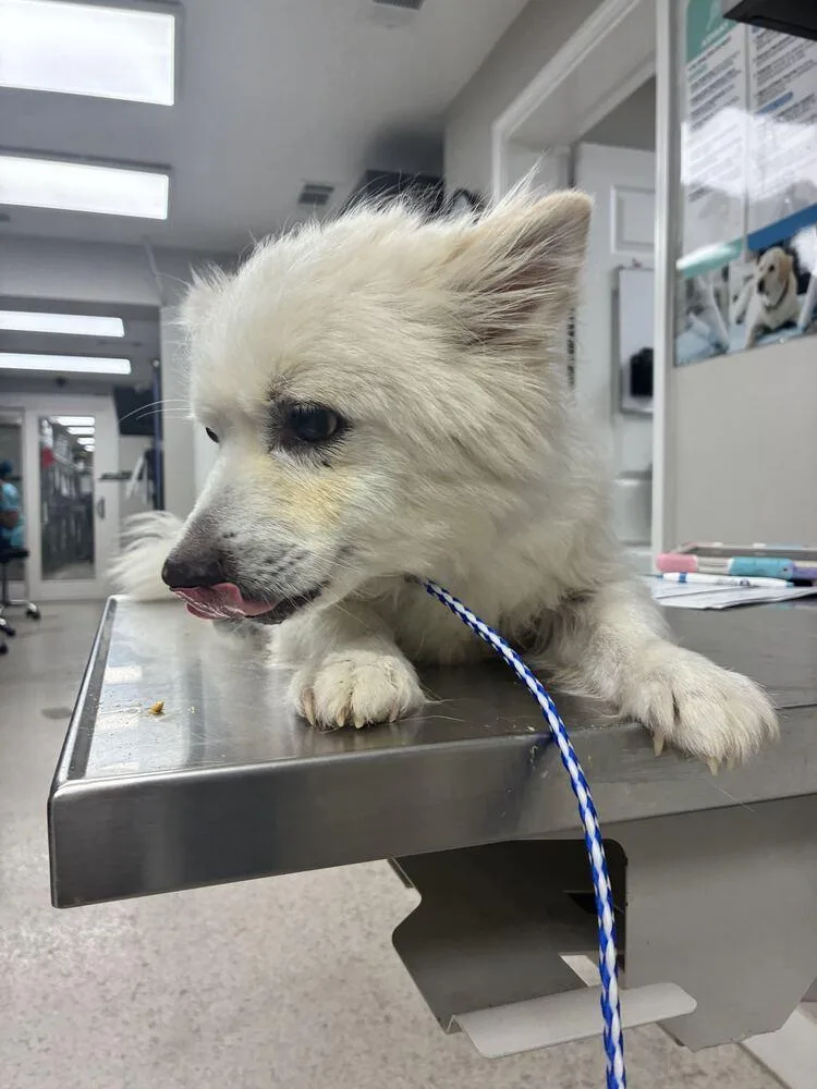 An adult small-sized male Pomeranian dog named Kiba for adoption in Marietta, GA