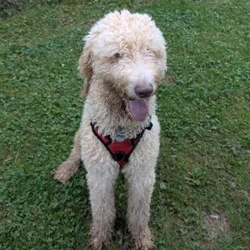 A young large-sized male Goldendoodle dog named Noodle for adoption in Ithaca, NY